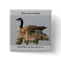 Button / Lesser Canada Goose Brood