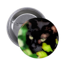 Button of a Black Cat