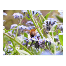 Buzz!  Busy Bee Backside Postcards