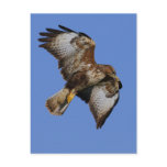 Buzzard  2