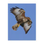 Buzzard  2