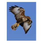 Buzzard  2 postcard