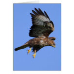 Buzzard  3