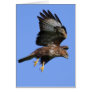 Buzzard  3