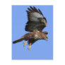 Buzzard  3 postcards