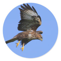 Buzzard  3 stickers