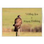 Buzzard Greeting Cards