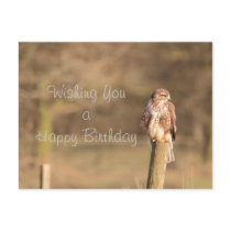 Buzzard Post Card