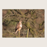 Buzzard Print