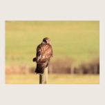 Buzzard Print