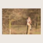 Buzzard Print