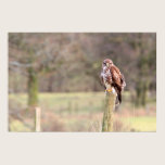 Buzzard Print