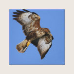 Buzzard Wrapped Canvas canvas prints