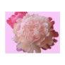 BV- Pink Peony Postcard