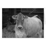 bw_cow cards