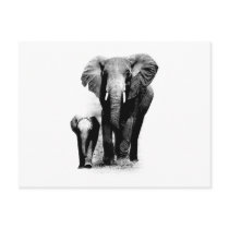 BW Elephant & Baby Elephant Post Cards