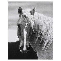 BW Horse Portrait Flyer Design
