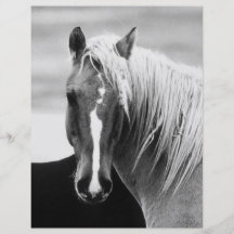 BW Horse Portrait Flyer Design