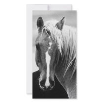BW Horse Portrait Custom Photo Card