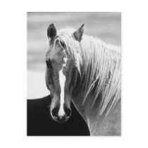 BW Horse Portrait Postcard