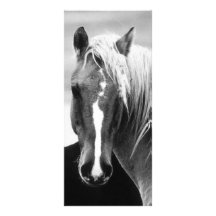 BW Horse Portrait Rack Card Template