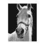BW Horse Postcards