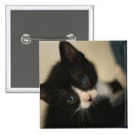 BW Kitten Button