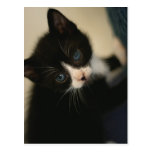 BW Kitten Postcard
