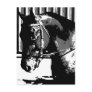 BW Stallion Horse Post Card