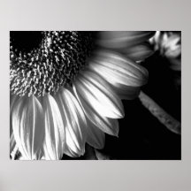 bw sunflower 2 posters
