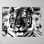 BW Tiger Poster Print Pop Art Style Tigers Posters