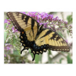 BZ- Swallowtail Butterfly  Postcard