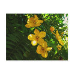 CA Flowers postcards