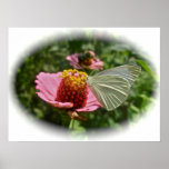 Cabbage Butterfly on Zinnia Print