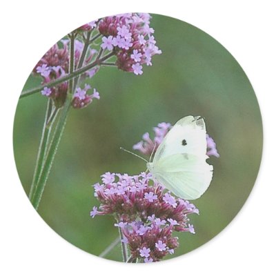 Cabbage Butterfly Stickers by littlewingdesign