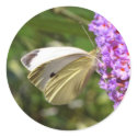 cabbage butterfly stickers