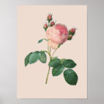 Cabbage Rose Botanical Print