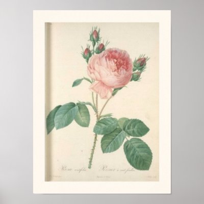 Cabbage Rose Botanical Print by cowboyannie