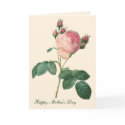 Cabbage Rose Botanical Print Mother's Day cards
