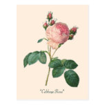 Cabbage Rose Botanical Print Post Cards