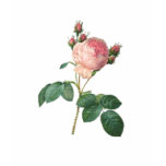 Cabbage Rose Botanical Print t-shirts