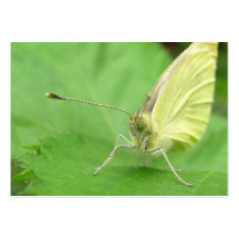 Cabbage White ~ ATC Business Card