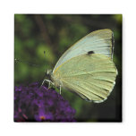 Cabbage White Butterfly magnet