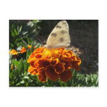 Cabbage white butterfly on a marigold postcards