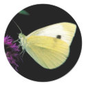 Cabbage White butterfly on Rough blazingstar stickers