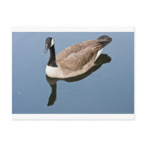 Cabdian Visitor Post Cards