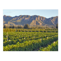 Cabernet Sauvignon vines in Huailai Rongchen 2 Postcards