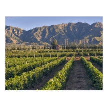 Cabernet Sauvignon vines in Huailai Rongchen Postcard