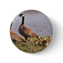 Cackling Canada goose brood Button