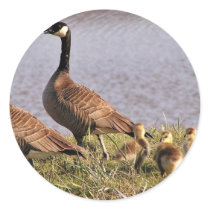 Cackling Canada goose brood Round Stickers